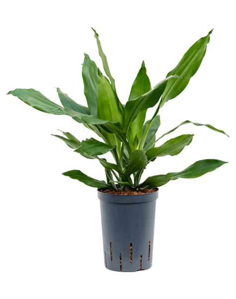 Hydroplant Dracena