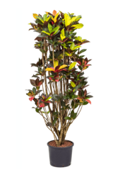 Hydroplant Kroton (Codiaeum) Variegatum Mrs. Iceton