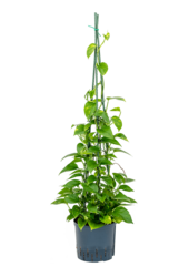 Hydroponiczna roślina Scindapsus (Epipremnum) Aureum