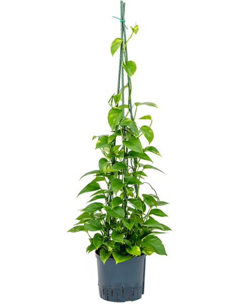 Hydroponiczna roślina Scindapsus