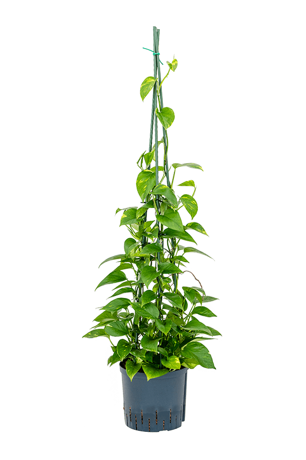 Hydroponiczna roślina Scindapsus (Epipremnum) Aureum