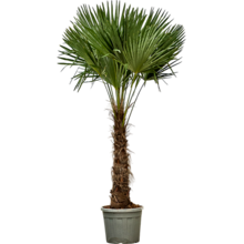 Trachycarpus