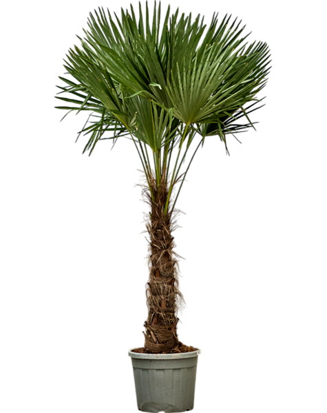 Trachycarpus