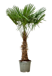 Trachycarpus palma wachlarzowa XL