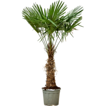 Trachycarpus