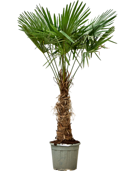 Trachycarpus