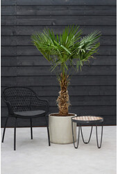 Trachycarpus palma wachlarzowa XL