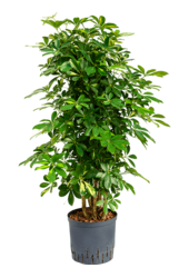 Hydroplant Schefflera Arboricola Gold Capella
