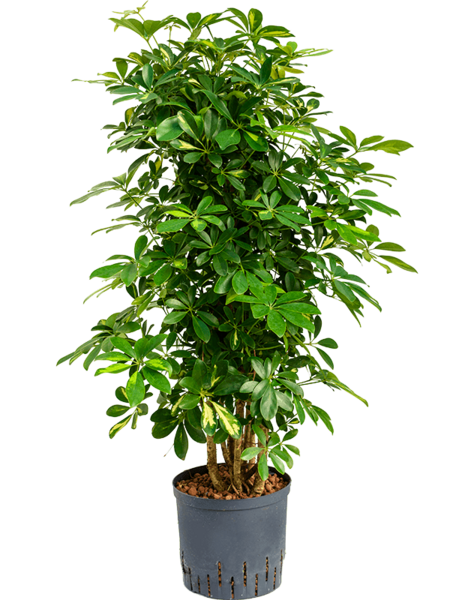 Hydroplant Schefflera