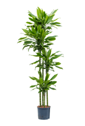 Hydroplant Dracaena Fragrans Golden Coast