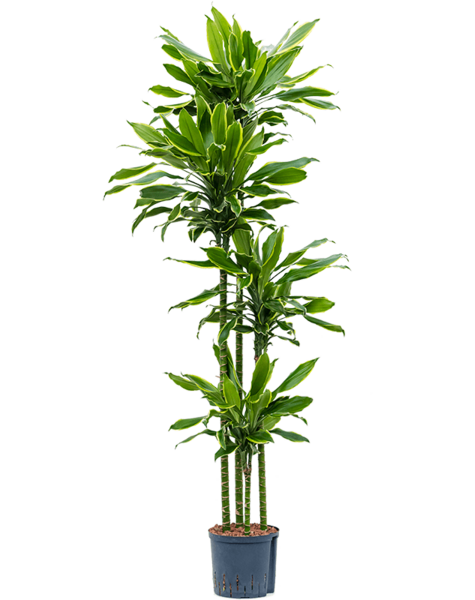 Hydroplant Dracena