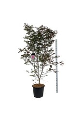 Klon Acer Atropurpureum