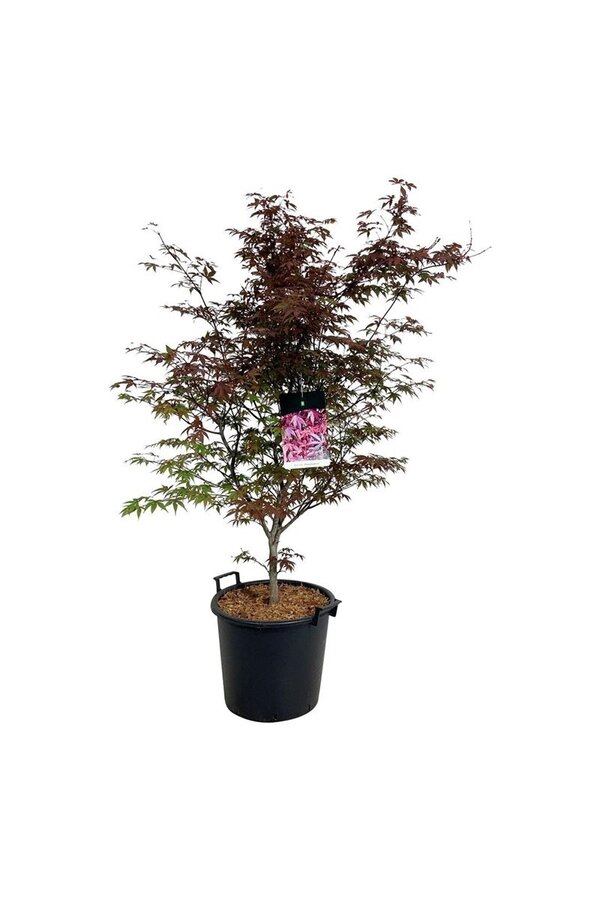 Klon Acer Atropurpureum