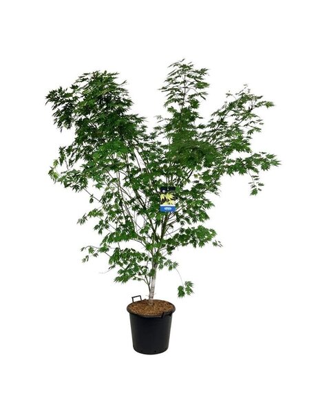 Acer