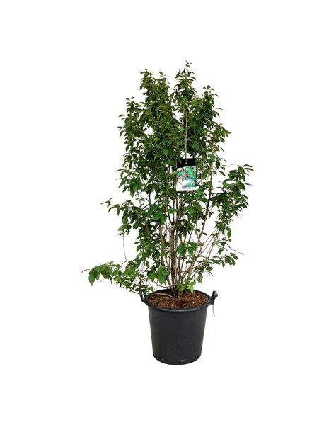 Callicarpa