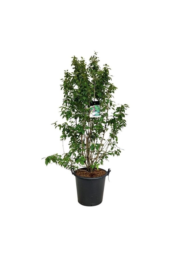 Pięknotka Callicarpa bodinieri Profusion