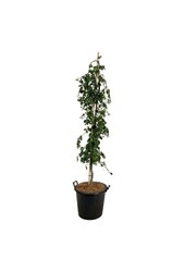Buk Fagus Pendula