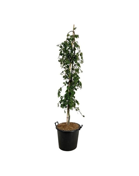 Fagus
