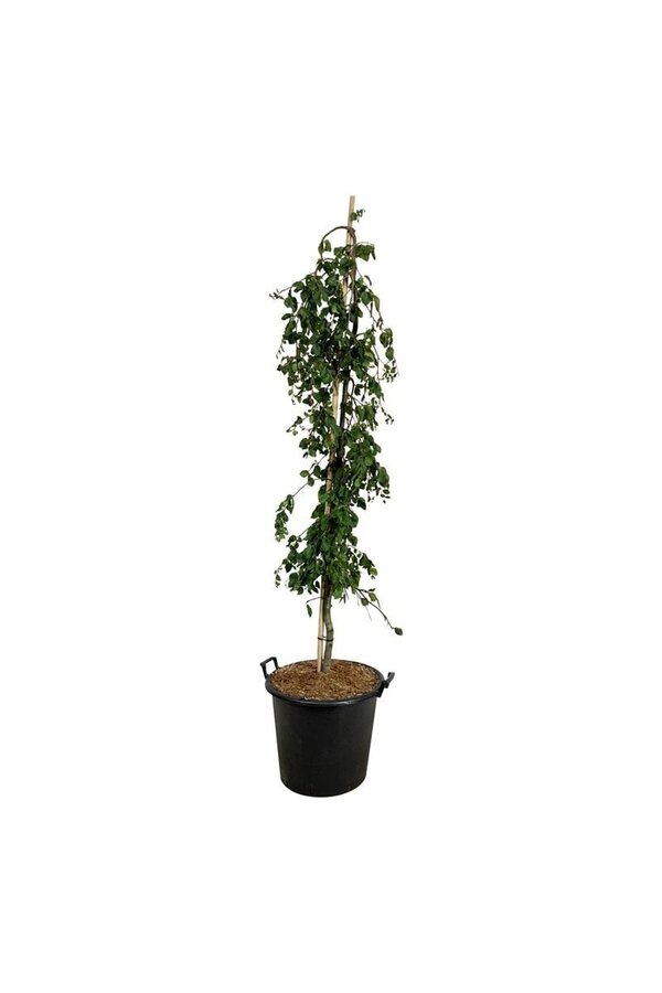 Buk Fagus Pendula