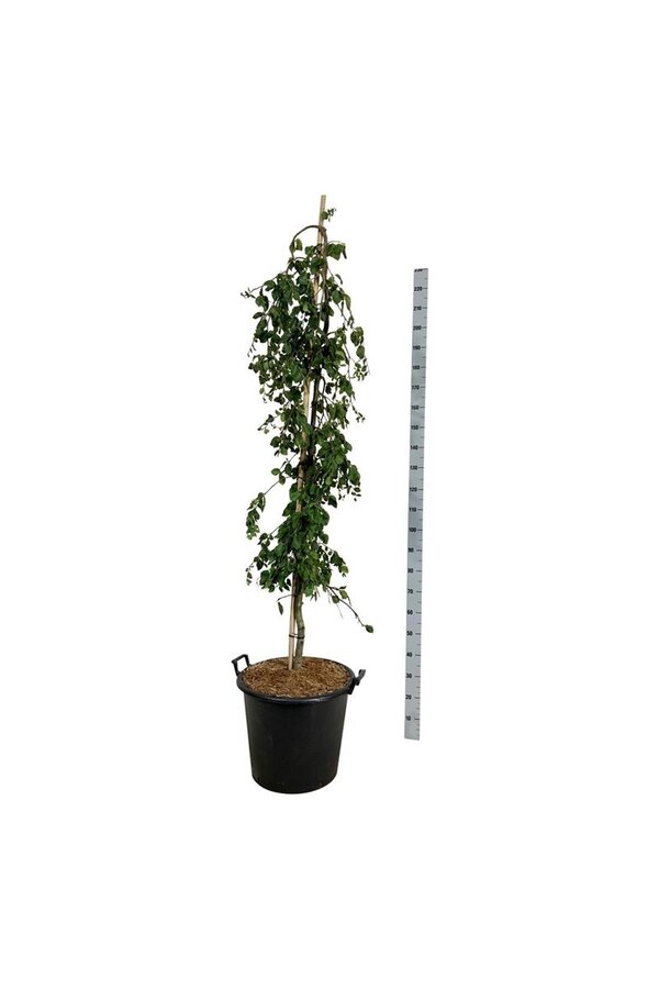 Buk Fagus Pendula