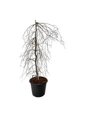 Buk Fagus Pendula