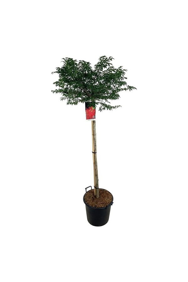 Trzmielina oskrzydlona Euonymus alatus Compactus