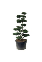 Ilex crenata Zielony Żywopłot