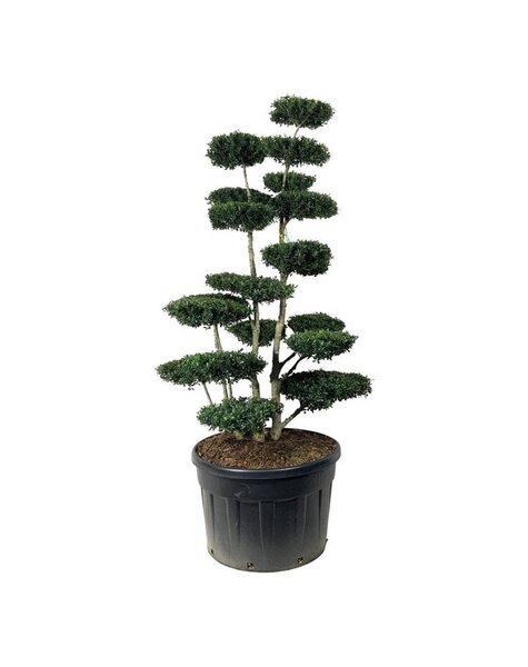 Ilex Crenata