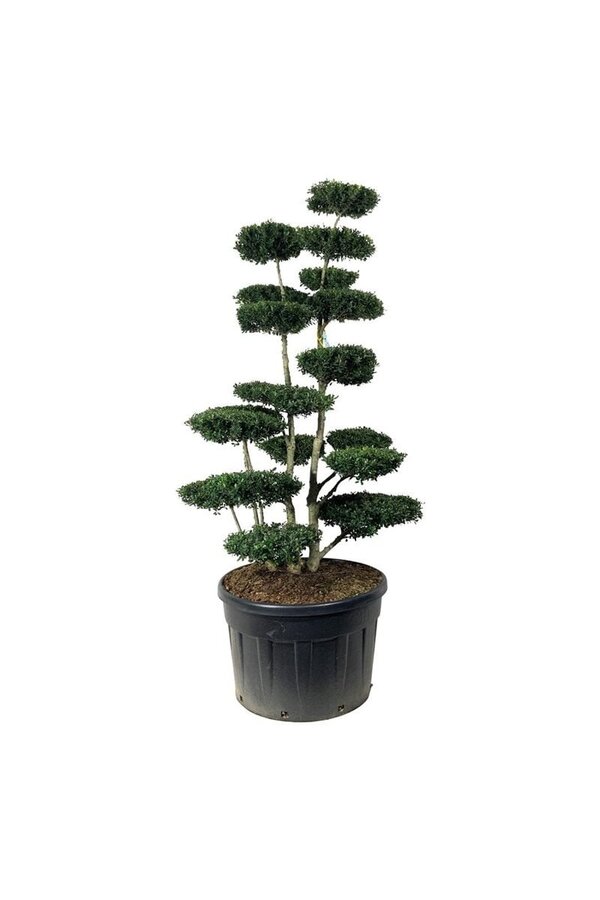 Ilex crenata Zielony Żywopłot