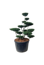 Ilex crenata Zielony Żywopłot