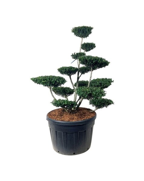 Ilex Crenata