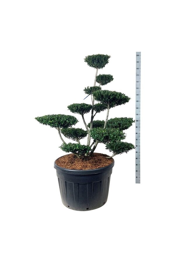 Ilex crenata Zielony Żywopłot