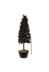 Buk Fagus Atropunicea