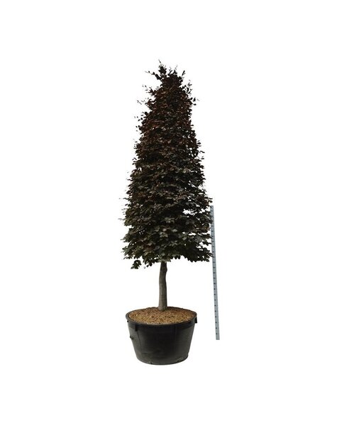 Fagus