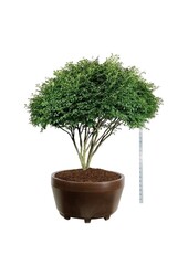 Trzmielina oskrzydlona Euonymus alatus Compactus