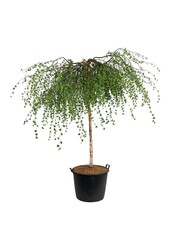 Brzoza Betula Youngii