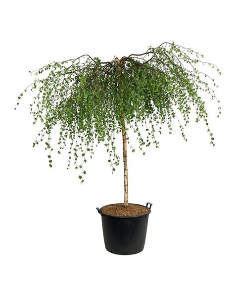 Betula