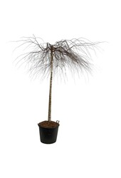 Brzoza Betula Youngii