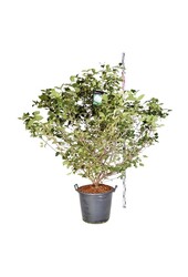 Kalina kulista Viburnum carlcephalum