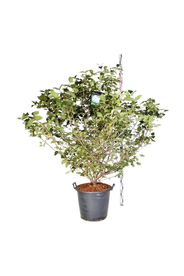 Kalina kulista Viburnum carlcephalum