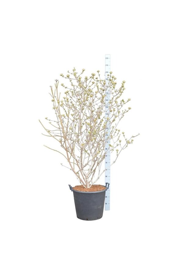 Kalina kulista Viburnum carlcephalum