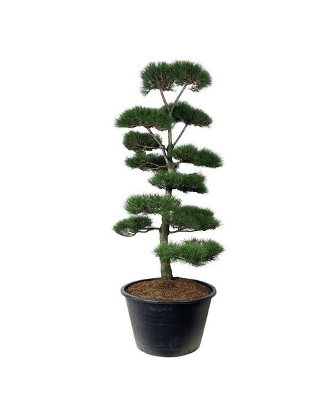 Pinus