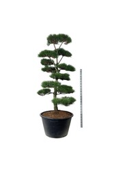 Sosna Pinus nigra nigra
