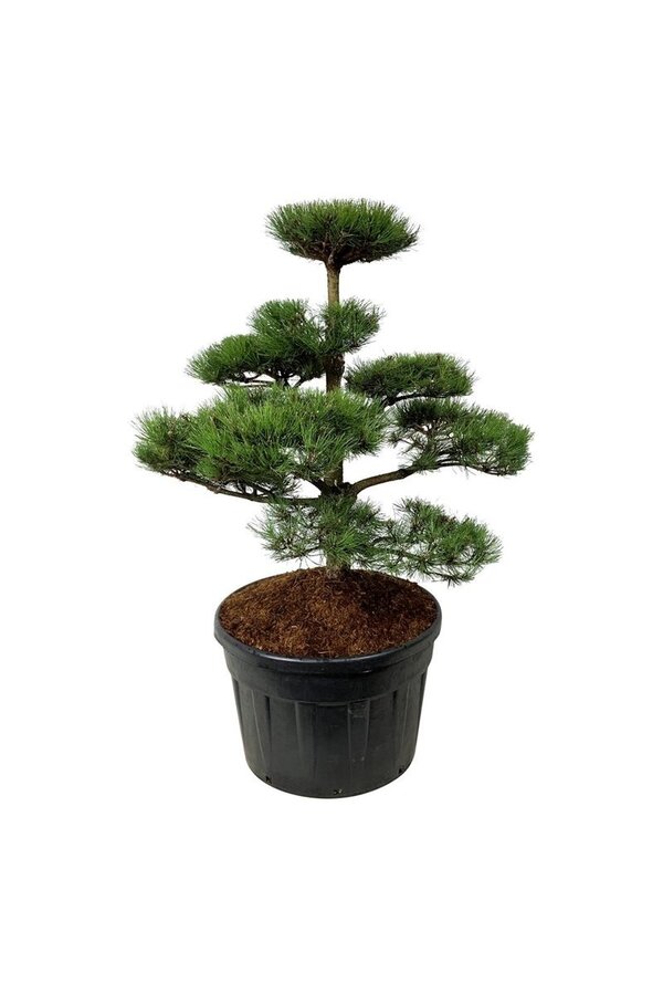 Sosna Pinus nigra nigra
