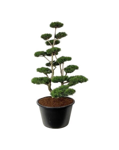 Pinus