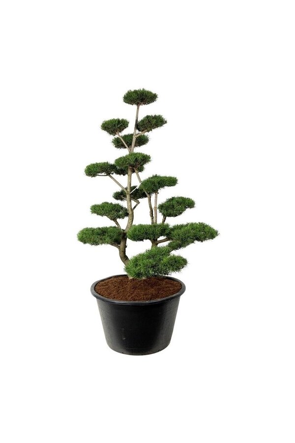 Sosna Pinus contorta