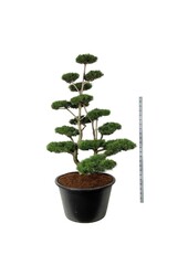 Sosna Pinus contorta