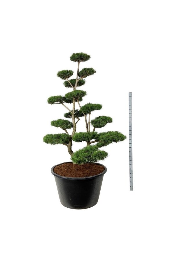 Sosna Pinus contorta