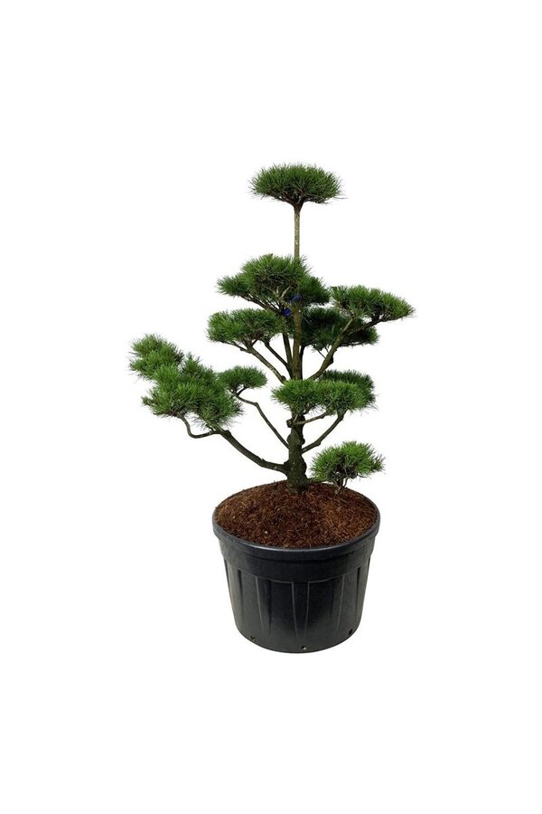Sosna Pinus contorta