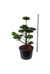 Sosna Pinus contorta